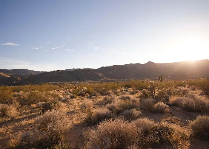 Quails Nest Joshua Tree L Classic At Park Entrance